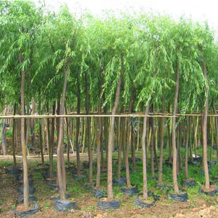 精密管护让苗木顺畅过冬