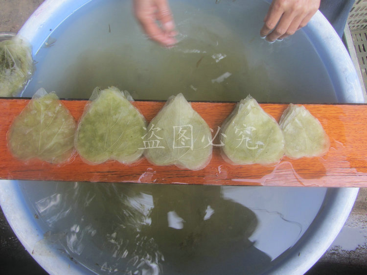 A003心形叶脉 (17)