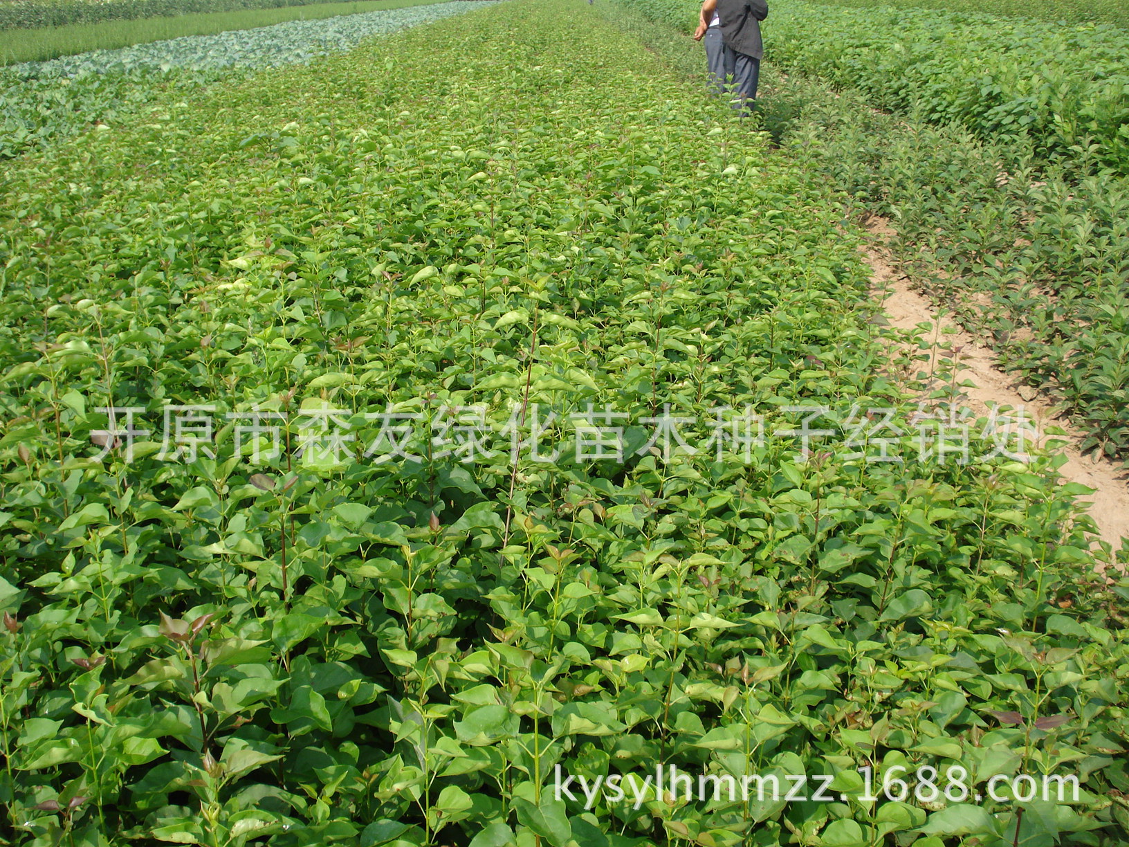 1111241615b96fa6e48981e945