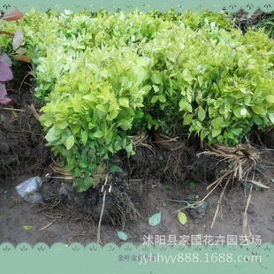 ���l���~Ůؑ�G����ľ�����~Ůؑ�����K���~Ůؑ��С�� ����ֱ�N