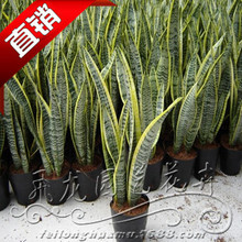 ��Ƥ�m �҃�����ֲ�ﻨ���k�����辰