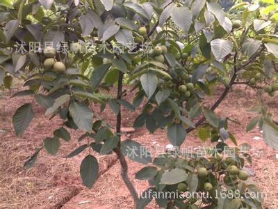 8518核桃苗批发 果树苗新品种 核桃树苗 嫁接核桃树 薄壳 个大|ru