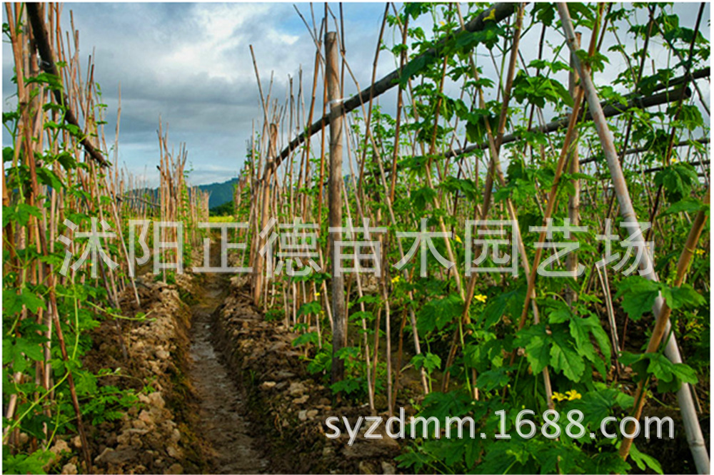 大棚竹竿_竹竿大棚|竹竿|竹竿菜架|多种规格可