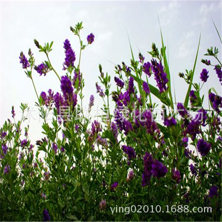 供应新牧草种子紫花苜蓿 高产 营养丰富 金皇后 飞马 品种优良