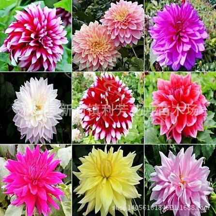 Несколько сортов георгина цветок сладкого картофеля цветок георгина Горшечное растение