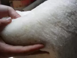 羊毛球;生皮、毛皮;鞋垫/增高垫