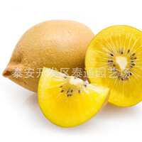 黄金猕猴桃_好吃黄金猕猴桃 黄金猕猴桃种植