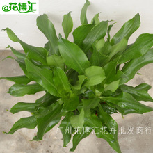 ������ֱ�N�����l�ҾӴ������҃��k����ֲ�����U��������  Ť�y�F