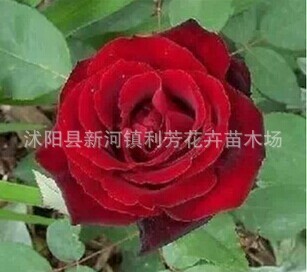 ���۴󻨝����¼� ��t2�����