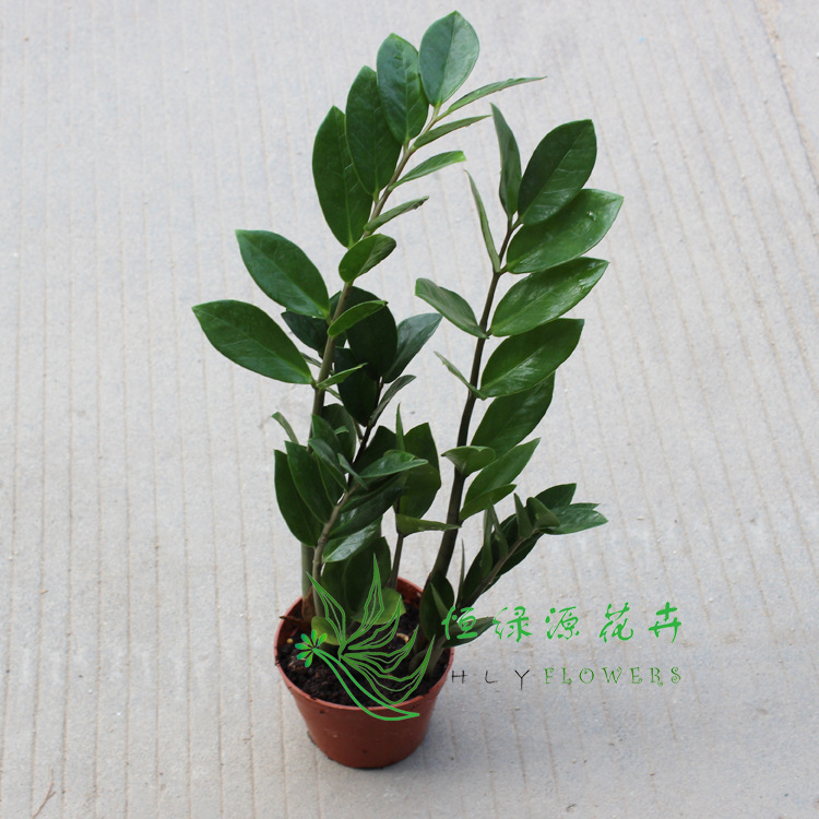 [Direct Supply from the Base] Indoor Leaf Viewing Small Potted Plant to Purify the Air, Green Plant Money Tree (A110) Money Tree