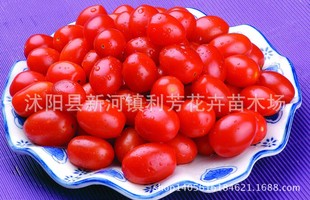 �����ҷ��ѡ��t�}�� ��ͥ�Nֲ�����b �s100��