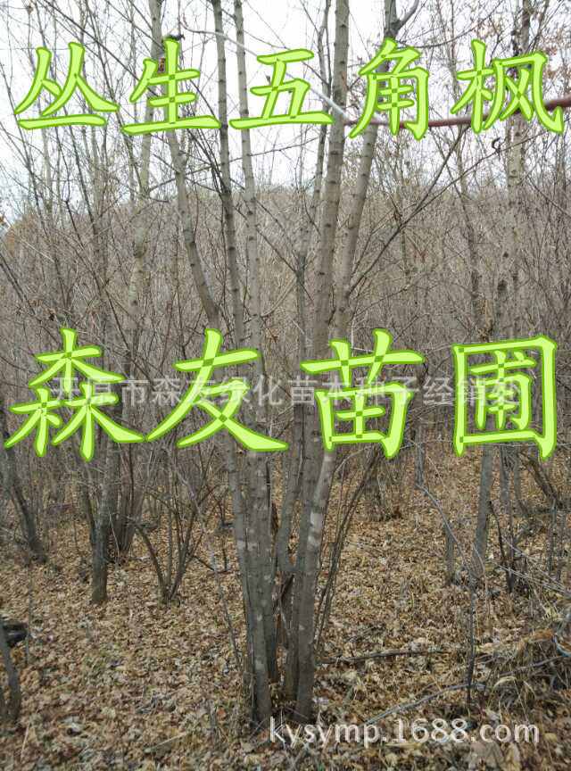 mmexport1416447218509_副本
