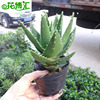 [Base Direct Sales] Aloe Vera, Night City, multi -meat, small pots, small pots, wholesale office desktop, placed small green plants