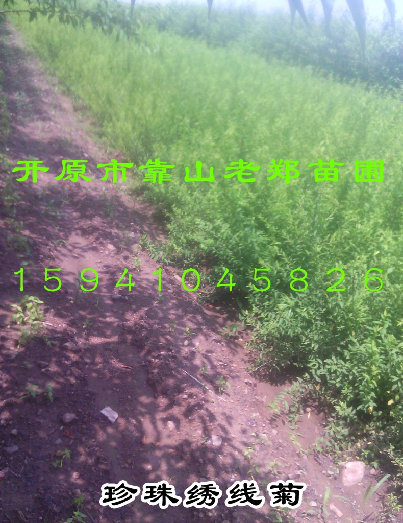 珍珠绣线菊珍珠梅东北雪柳苗丛生珍珠绣线菊开原苗木基地 种苗花卉网