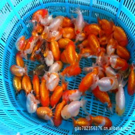 观赏鱼;特种水产;宠物周边用品