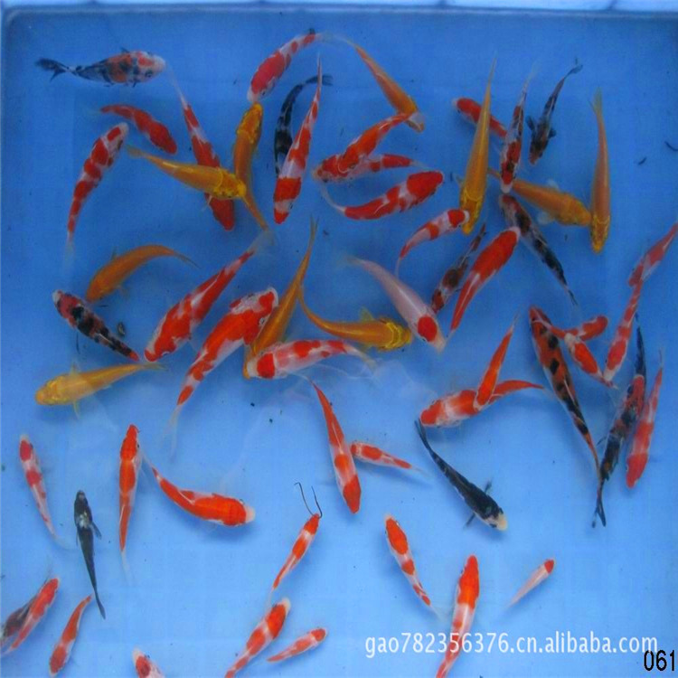 水族界的新篇章：厦门批发市场的活力与创新