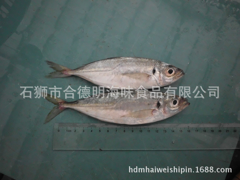 大眼巴浪 大目鯷 刺鲅 日本竹荚鱼 Horse mackerel-阿里巴巴