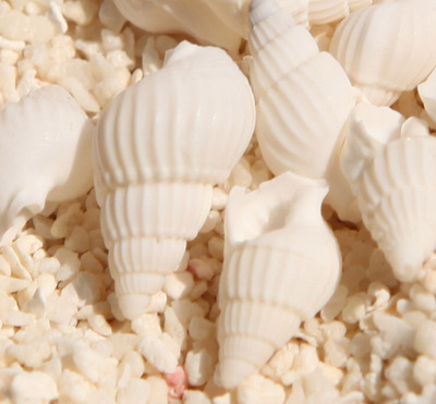 批发天然贝壳海螺 迷你小海螺许愿瓶材料 纯白小海螺 小米螺|ru