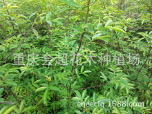 大量銷售江津本地花椒種子 九葉青花椒種子 可以預定 量大從優