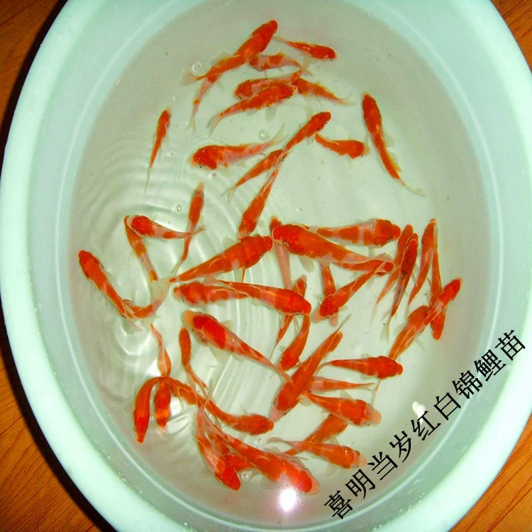 Рыбки кои, красные и белые, Таисо, живые, оптом, июль и август.