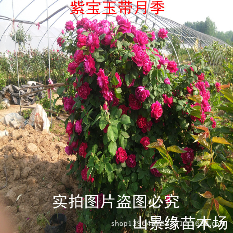 月季花苗_月季花 月季花 月季苗 月季花 苗 大花