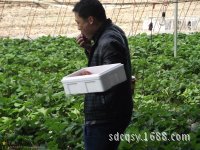 Shandong fábrica de película de plástico suministro directo resistente a altas temperaturas anti-goteo anti-envejecimiento invernadero vegetal excelente película.