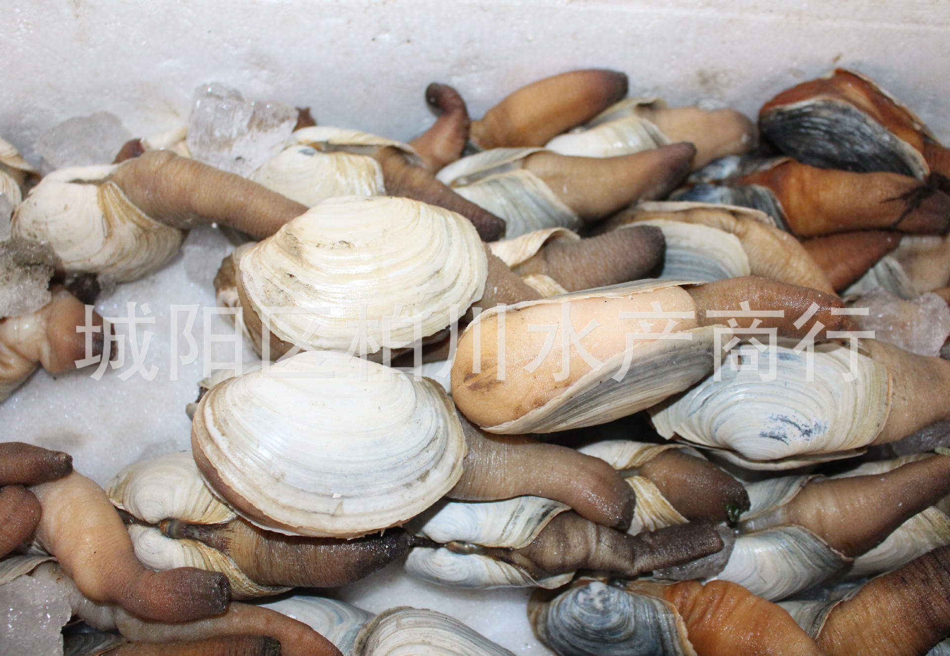 白蚌是海蚌吗,海蚌和河蚌长的一样吗,海蚌海鲜(第3页)_大山谷图库