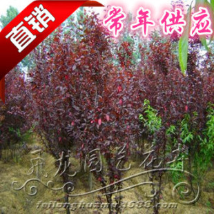 �t���~�� С�� �������~�� �@�־G����ľ ������