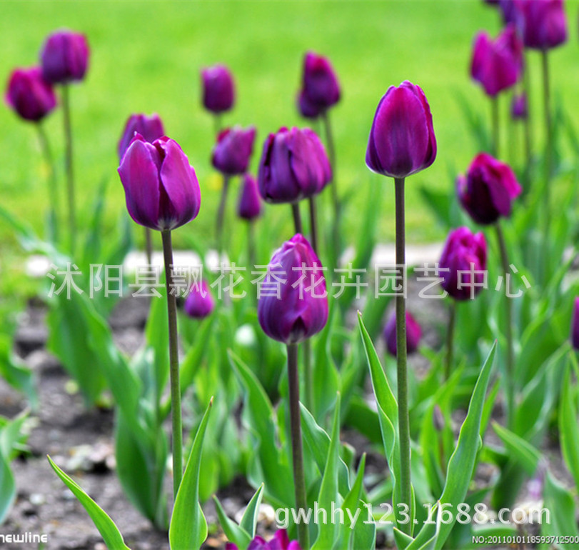 wholesale tulips Hydroponic plants Tulip bulbs Water to keep flowers