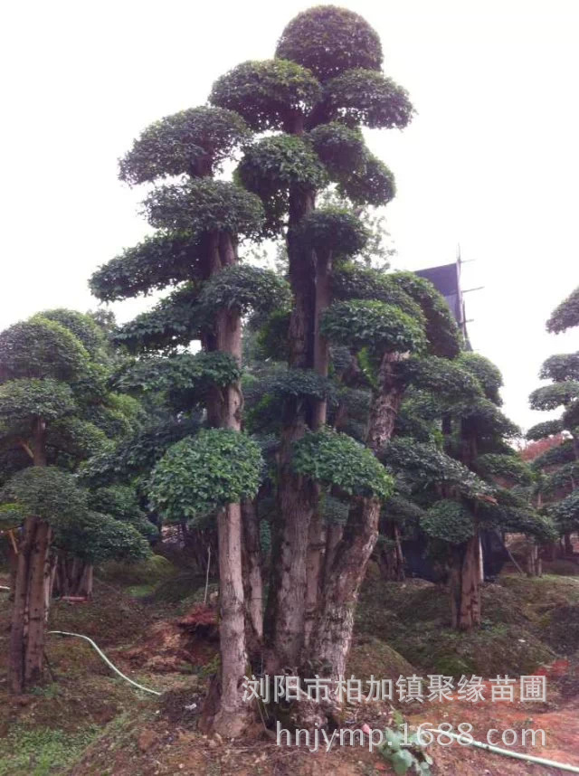 照片 1171
