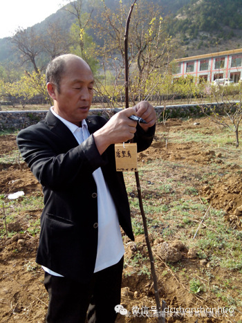 4月19日门头沟特产大山山货党支部在北京国际核桃庄园的“党员林”进行植...