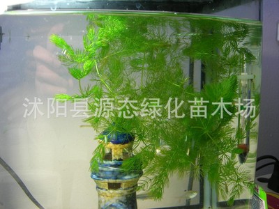 供應金魚藻 金魚藻苗 別名細草 魚草 軟草 松藻 水體景觀