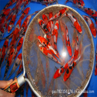 �^�p�~�t���\��������ɫ�ձ���ˮ�~���I�\���Bֳ�\���Bֳ�O������