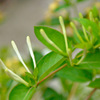 Wholesale supply of honeysuckle seedlings trees, honeysuckle, ornamental green potted plants