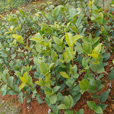 现货直销赣无系列油茶苗 赣石84-8一年生油茶苗 优质油茶苗批发|ru