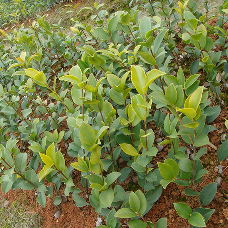 现货直销赣无系列油茶苗 赣石84-8一年生油茶苗 优质油茶苗批发|ru