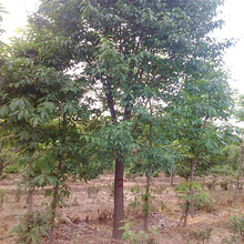 供应桃叶卫矛 泰安丝棉木14公分以上  树干通直 树型饱满