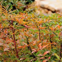 南天竹 南天竹品牌 图片 价格 南天竹批发 阿里巴巴