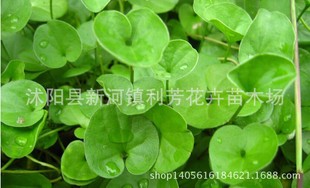 �²��R���ݷN���l ��ƺ�N�Ӳ��� �R���e�����X�� �~�X�ݷN��