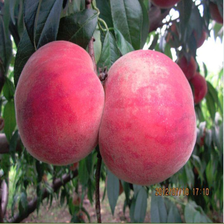 grafting Fruit tree seedlings Direct selling Chun Peach seedlings The meat is soft and sweet Early peach seedlings New varieties Fruit tree base