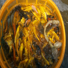 大量出售龙凤锦鲤黄金鲤鱼苗大黄金金色日本纯种锦鲤风水鱼活体