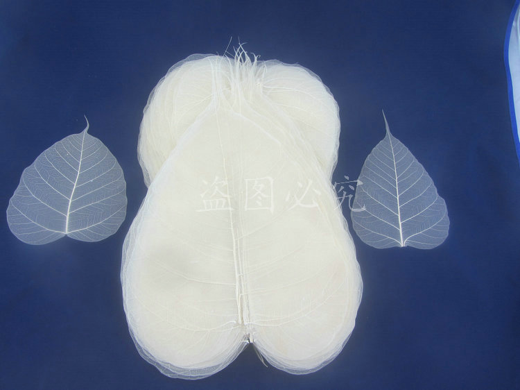 A001菩提叶脉 (27)