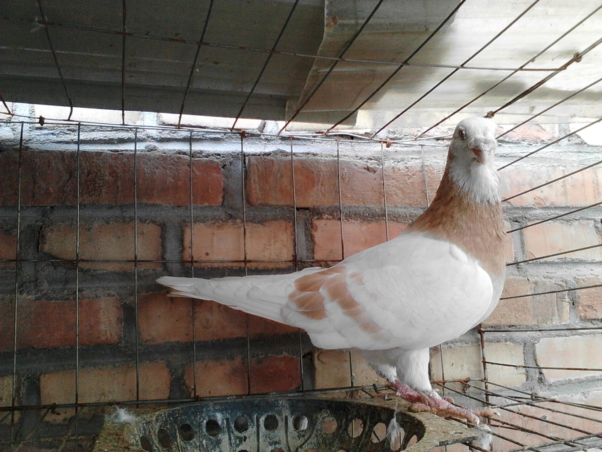 上海养殖场大体元宝鸽肉鸽养殖场 元宝鸽一对