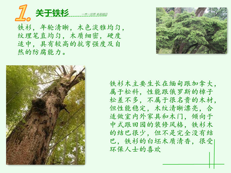 1关于铁杉_副本