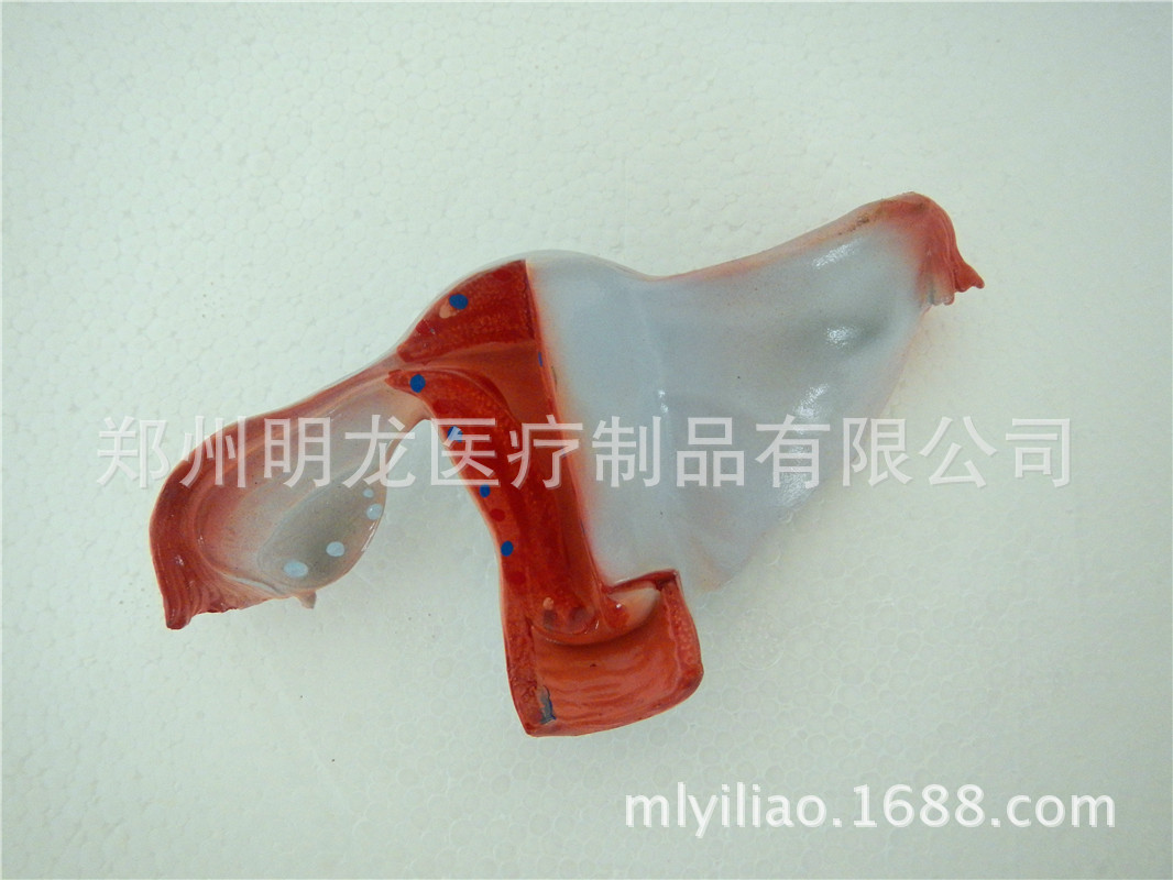子宮放大模型