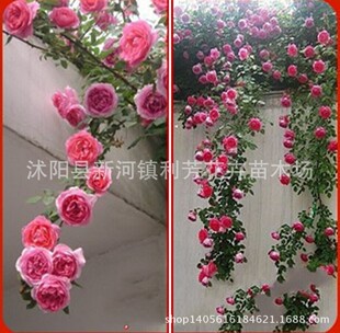 ���l�ٱ��¼� ���Ի��� ���Ի��� �ٱ�ֲ�� �¼����� ����ֲ��