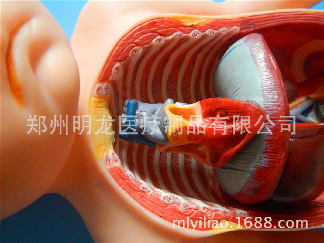胎兒血液循環模型 (3)