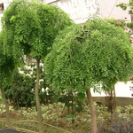 【大毅苗木】供应龙爪槐行道树 各种规格 量大优惠