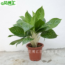 ���l�ҾӴ������҃��k����ֲ�����U����ֲ��[��ֲ�� ��ѩ����