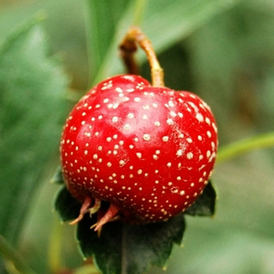 Reservations Venus Hawthorn Venus 2021 Hawthorn wholesale Sugar-coated haws Hawthorn fruit Fried ice Sugar snowball